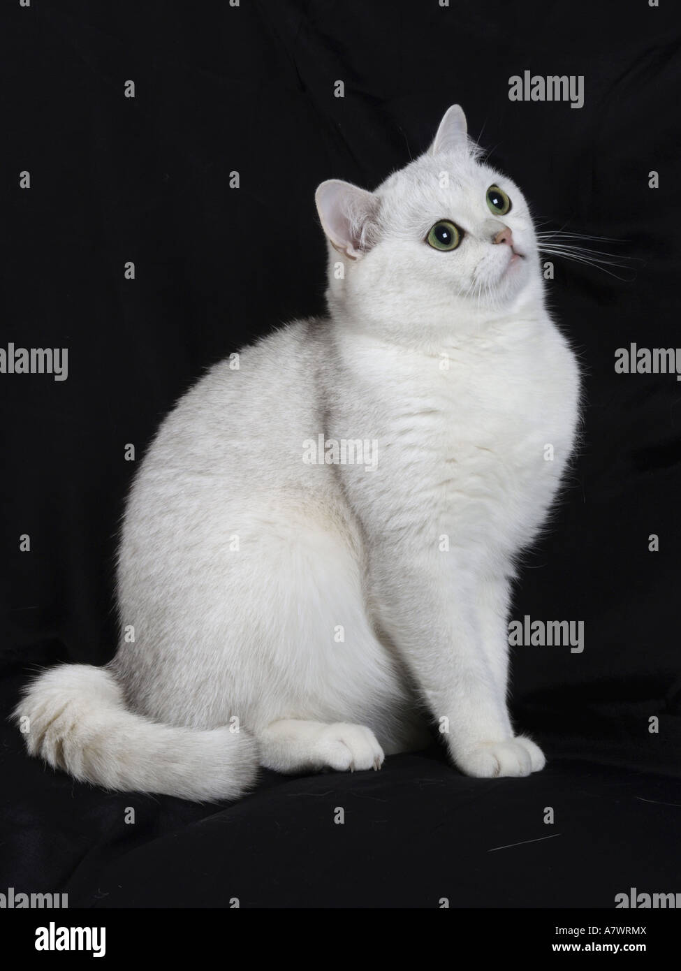 Gato cartujo, silver shadow Foto de stock