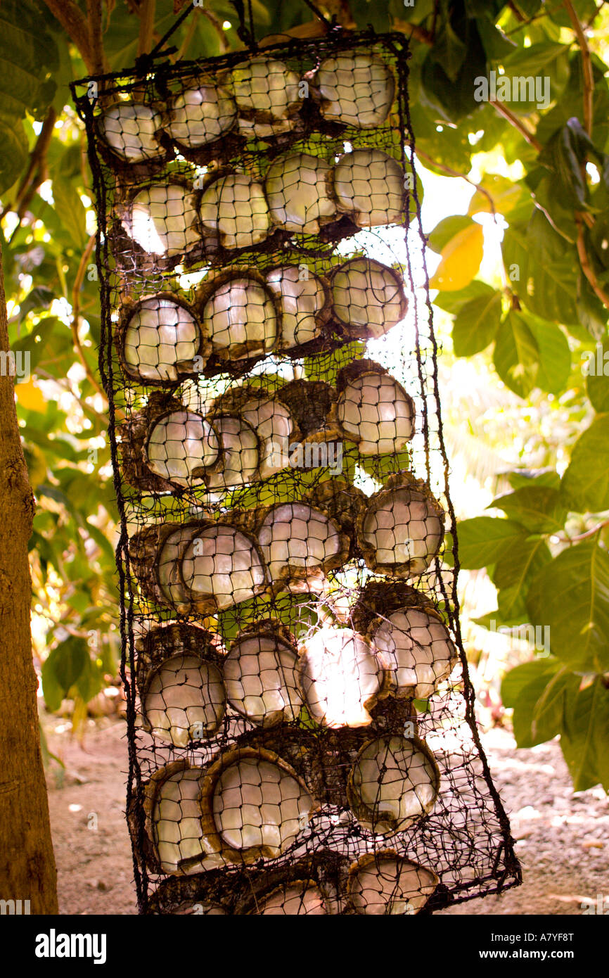 Usadas para el cultivo de ostras. El cultivo de perlas negras en Hinano Pearl farm, Fakarava, Tuamotus, Polinesia Francesa Foto de stock