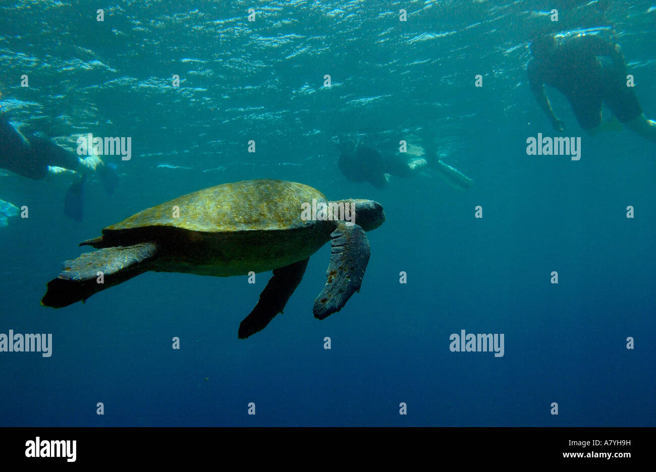 La tortuga verde del Pacífico (Chelonia mydas agassisi) Isla Fernandina