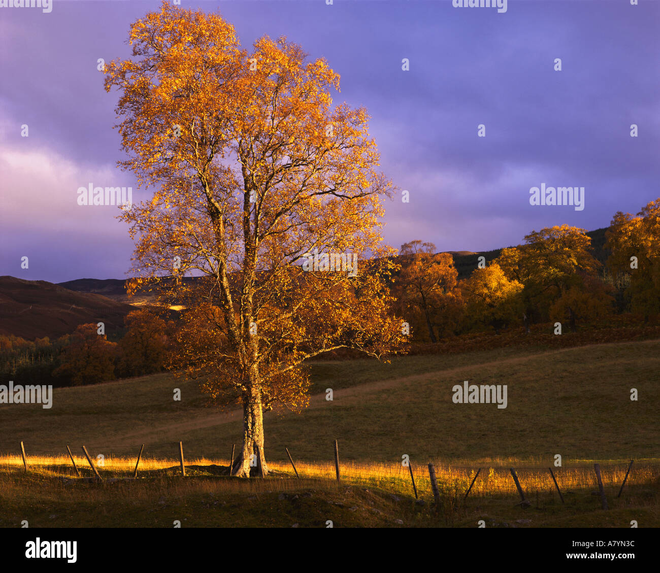 GB - Escocia: Escena de otoño sobre loch Tummel en Tayside Foto de stock