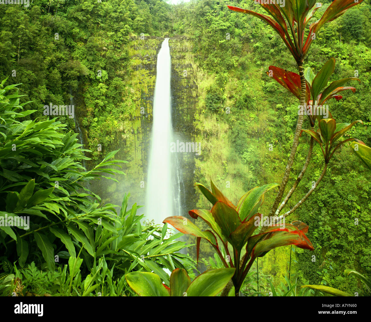 Estados Unidos - HAWAII: Akaka Falls en Big Island Foto de stock