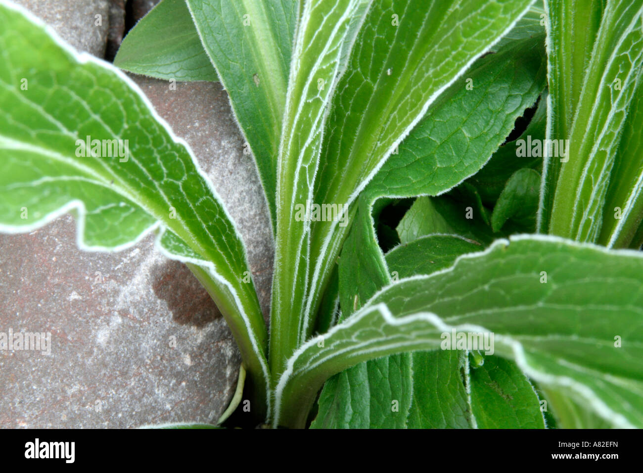 Digitalis parviflora tiene un distintivo margen plateado a la hoja Foto de stock