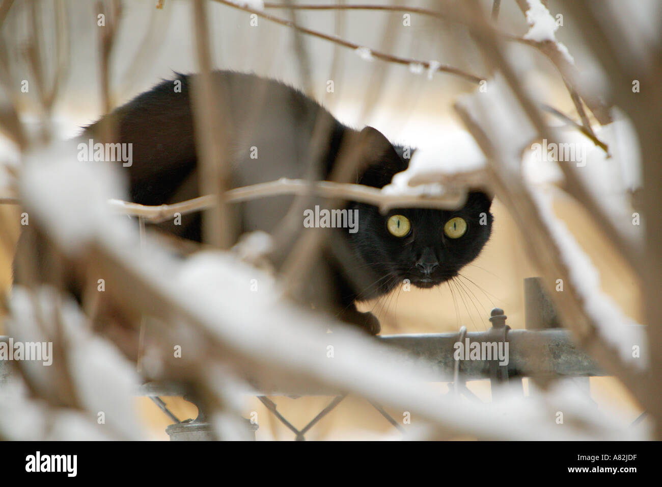Gato negro sentado sobre una valla, vistos a través de sucursales Foto de stock