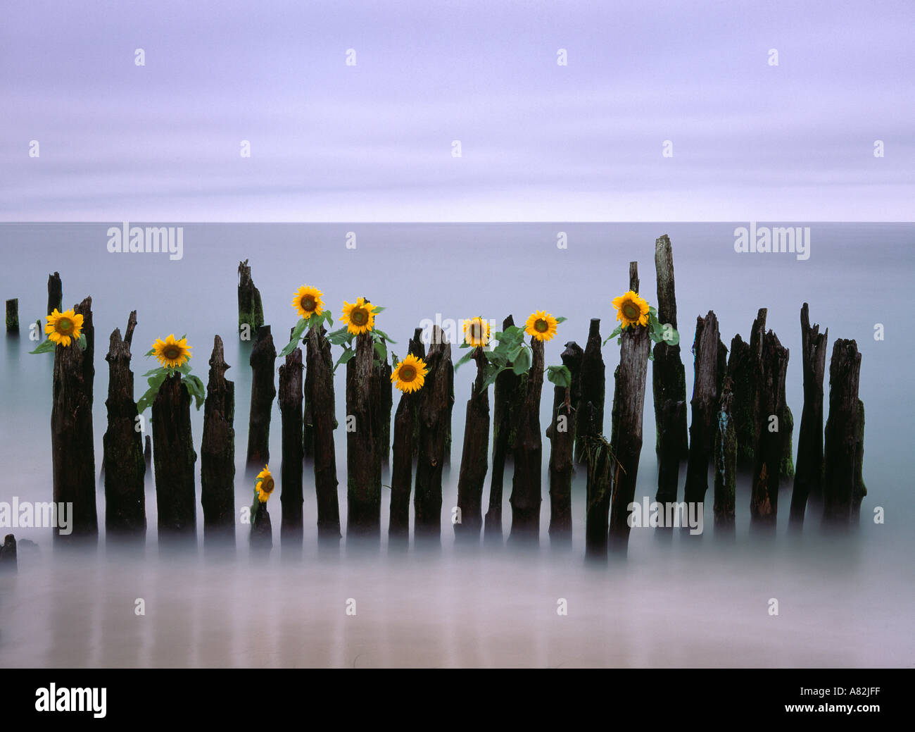 Girasoles colocados sobre postes de madera en el Océano Atlántico, Playa de Southampton, Long Island, Nueva York, Nueva York, EE.UU. Foto de stock
