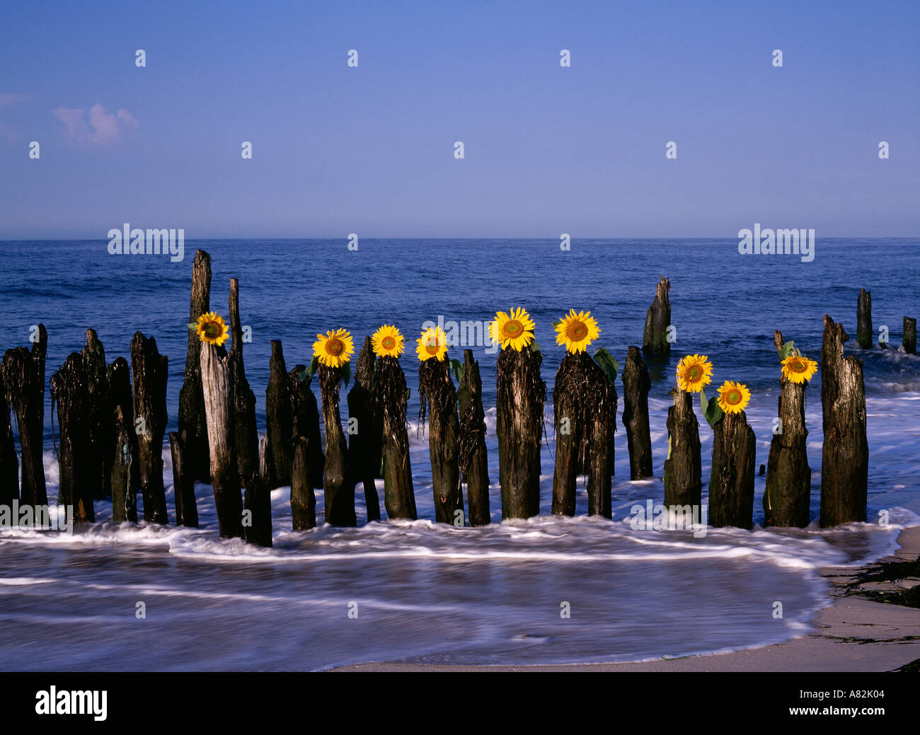 Girasoles colocados sobre postes de madera en el Océano Atlántico en la playa de Southampton, Long Island, Nueva York, EE.UU. Foto de stock