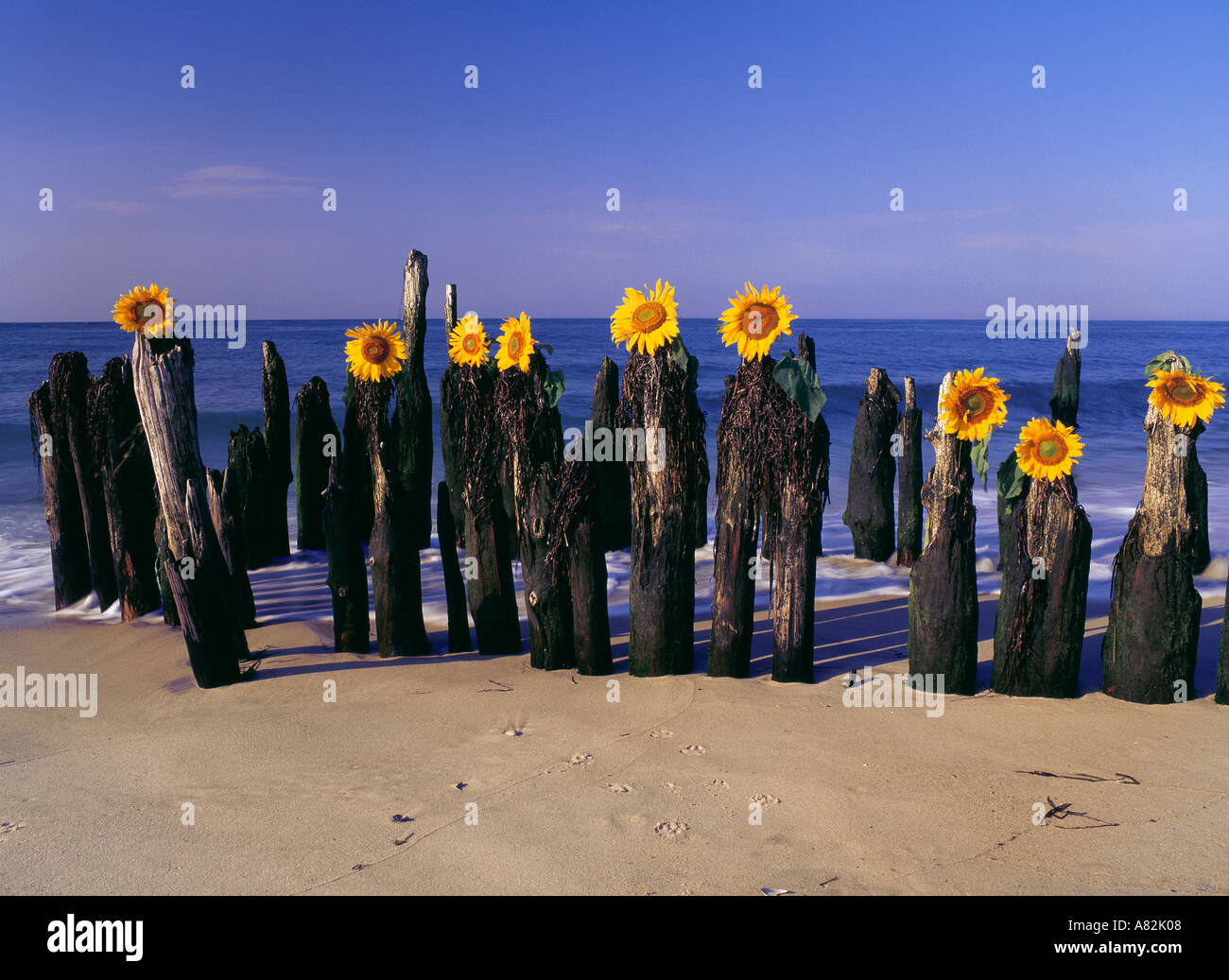 Girasoles colocados sobre postes de madera en el Océano Atlántico, Playa de Southampton, Long Island, Nueva York, EE.UU. Foto de stock