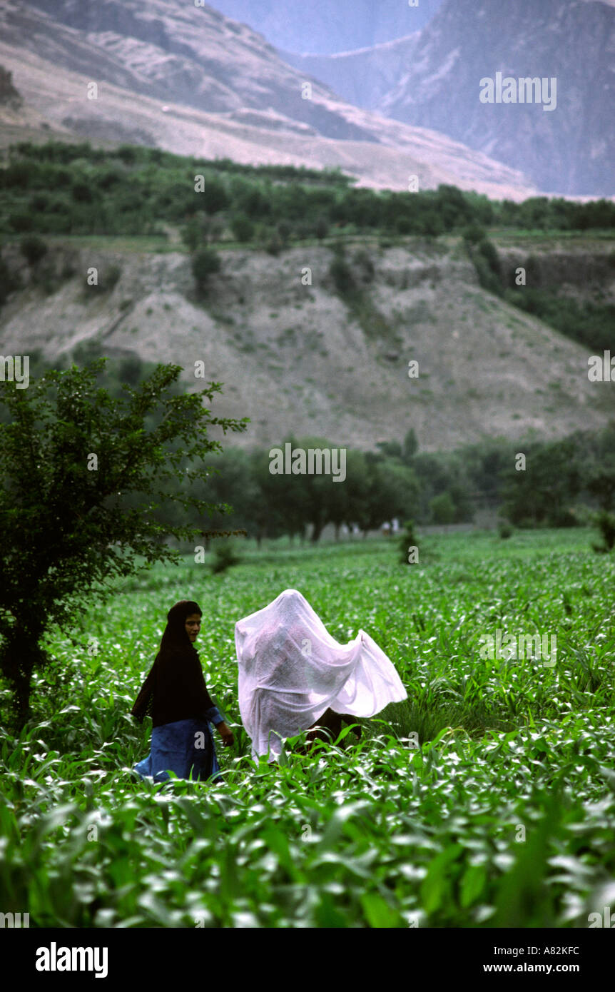 Pakistán, Cachemira Azad Gilgit mujeres caminando a través de campos de maíz Foto de stock