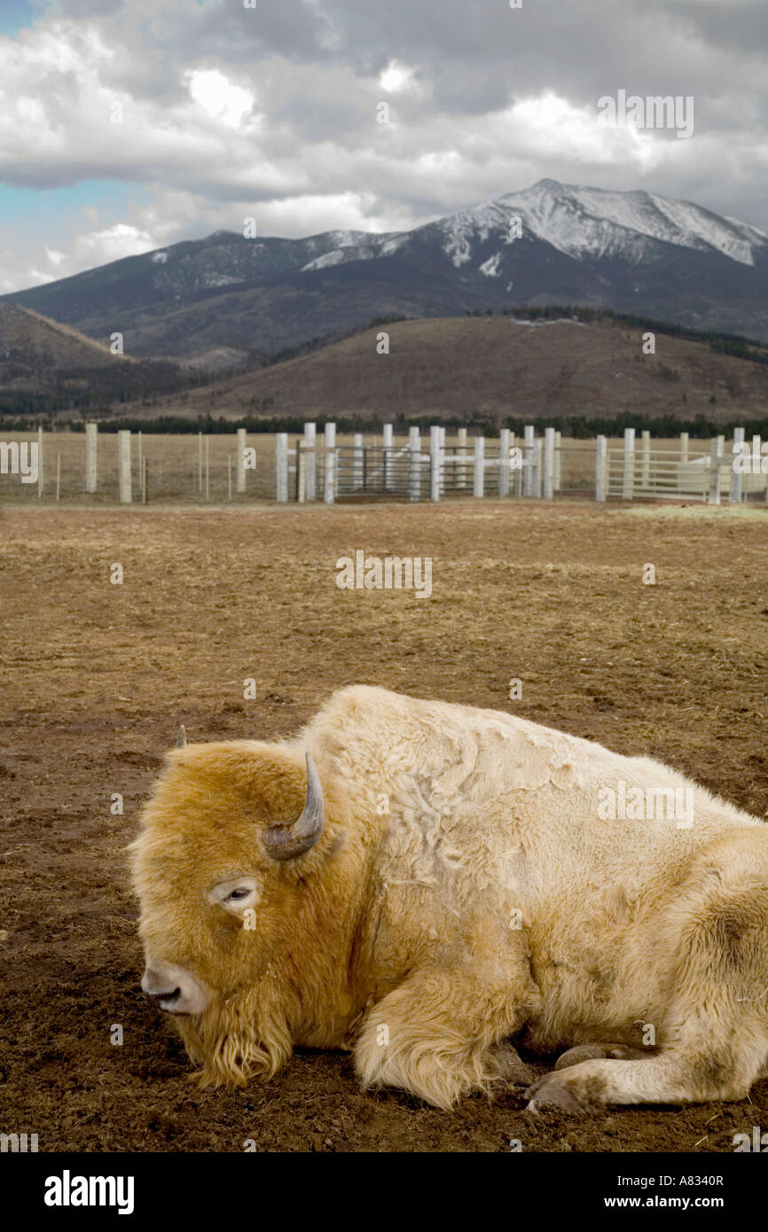 Búfalo blanco americano fotografías e imágenes de alta resolución - Alamy