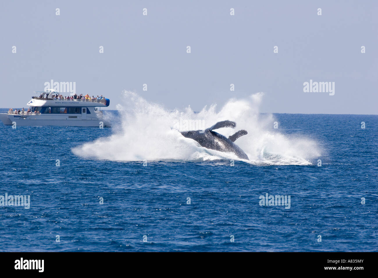 Una ballena jorobada, Megaptera novaeangliae, hace un big splash infringir por observadores de ballenas fuera de Maui, Hawaii . Foto de stock