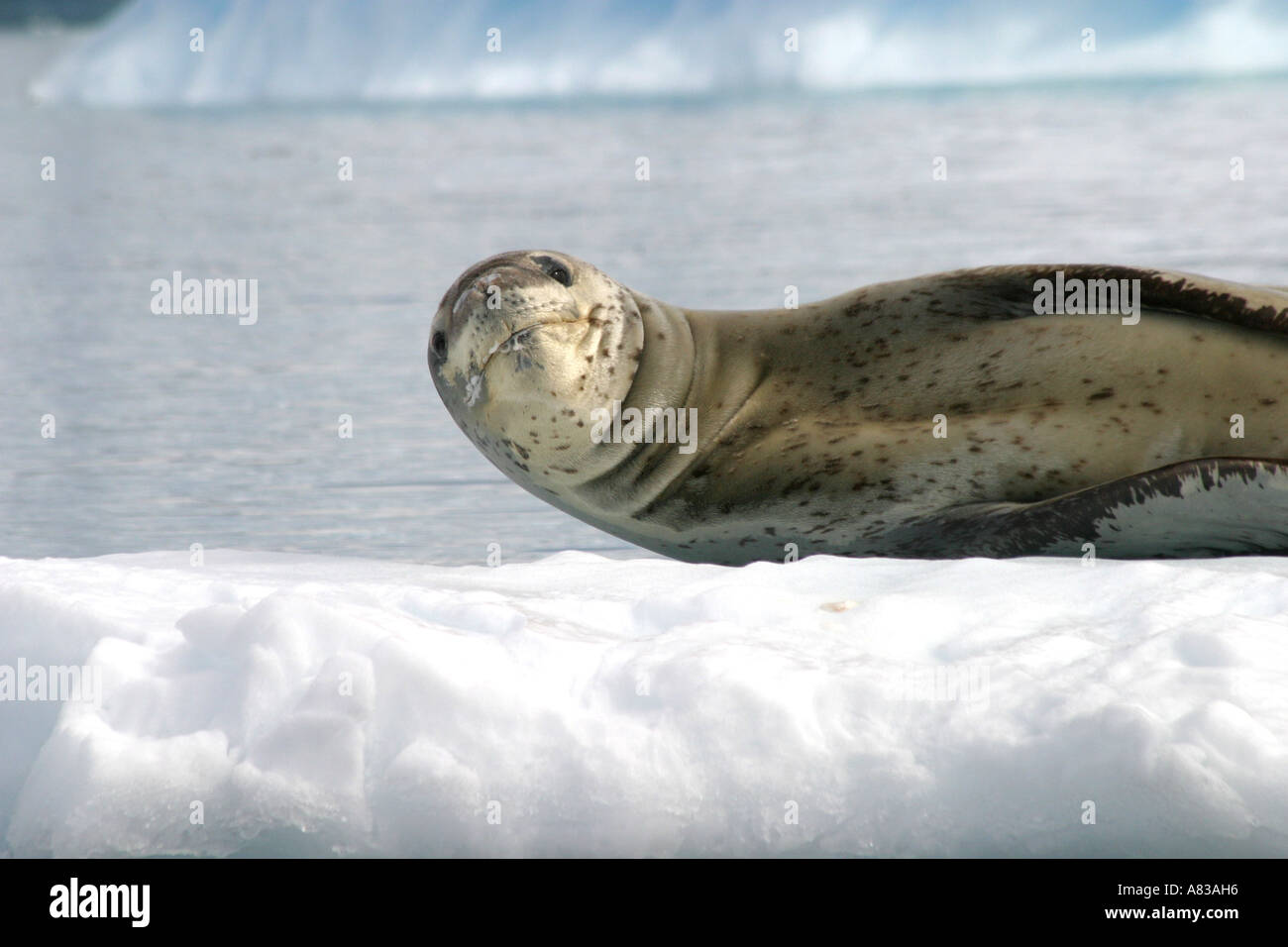 Foca leopardo tumbado sobre una losa de hielo marino en la Antártida Foto de stock