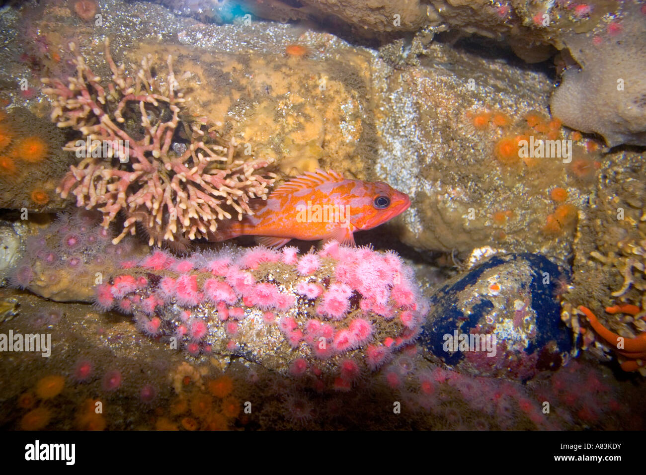 Coloridos arrecifes de pantalla con criaturas marinas del acuario de la bahía de Monterey en California Moterey Foto de stock