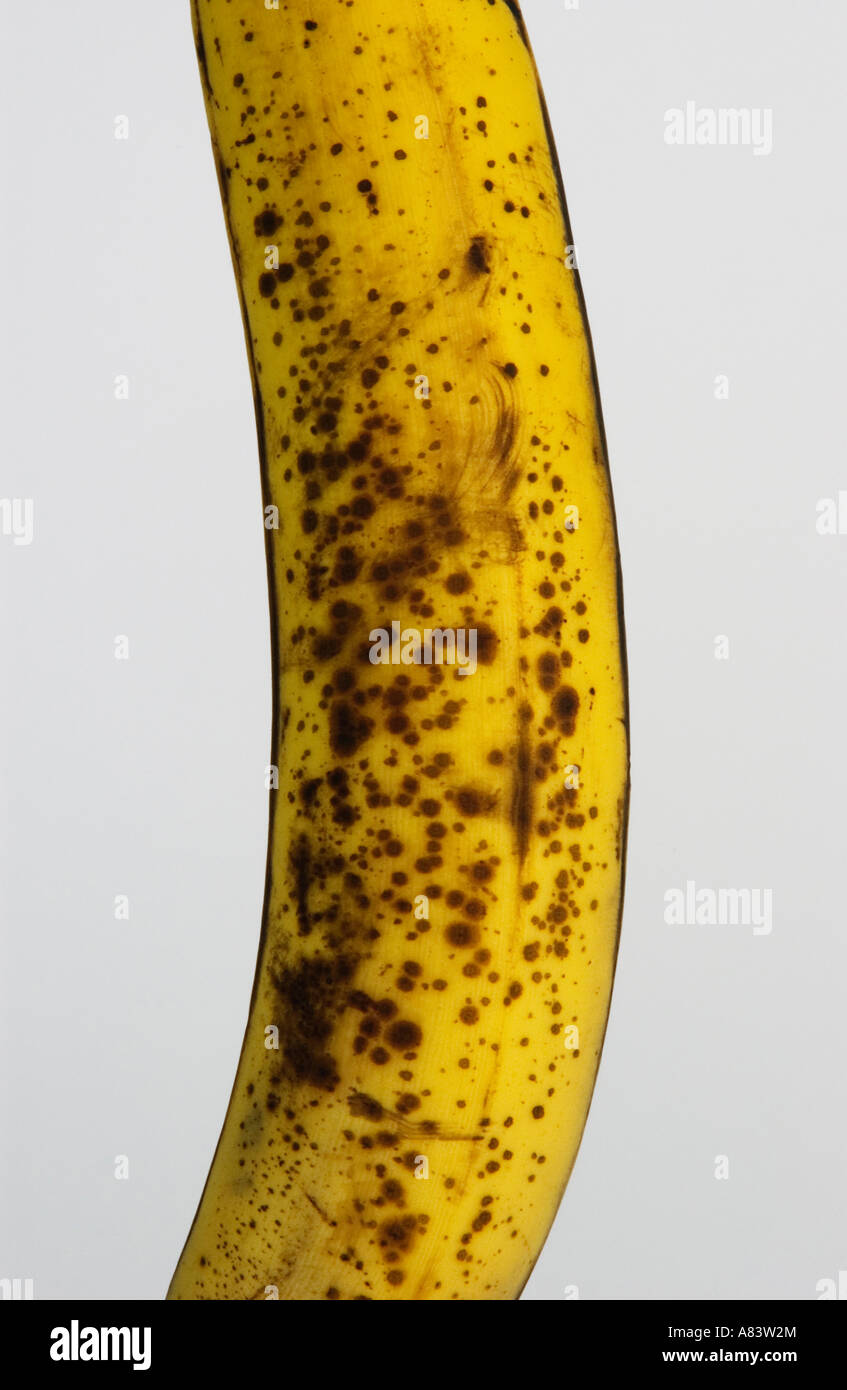 Detalle de la maduración banana sobre fondo blanco. Foto de stock