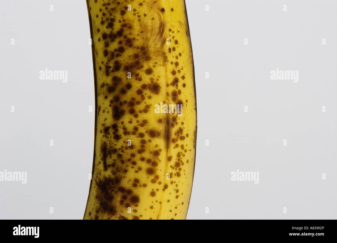 Detalle de la maduración banana sobre fondo blanco. Foto de stock