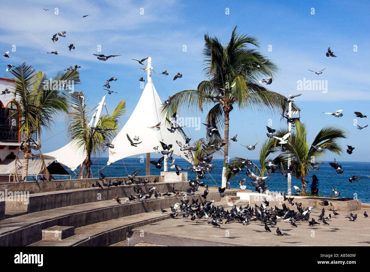 Bandadas de palomas, se reúnen en la Plaza Central en Puerto Vallarta Mexico Foto de stock