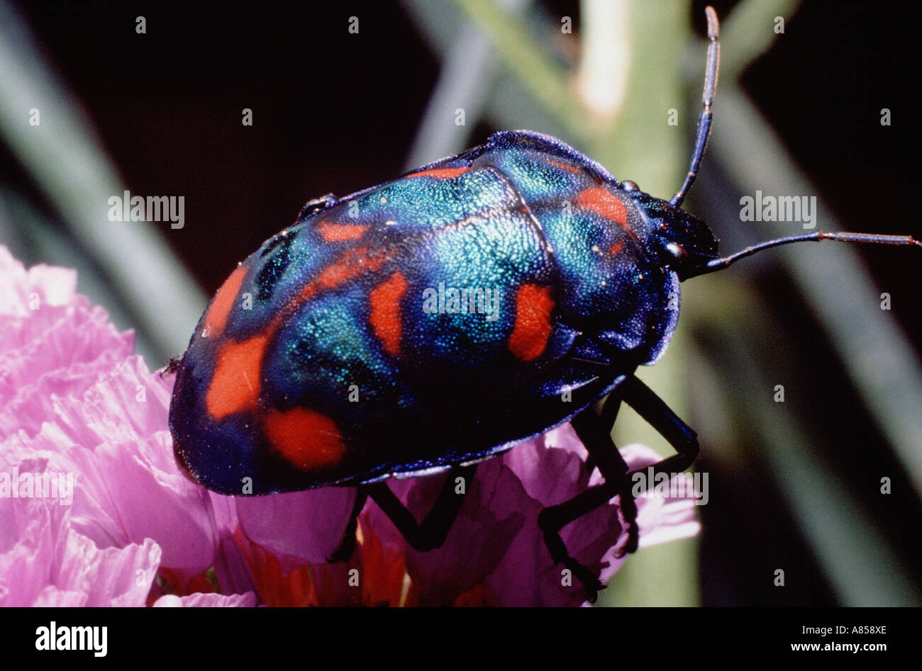 Australia. La vida silvestre. Insecto. Joya Escarabajo. Foto de stock
