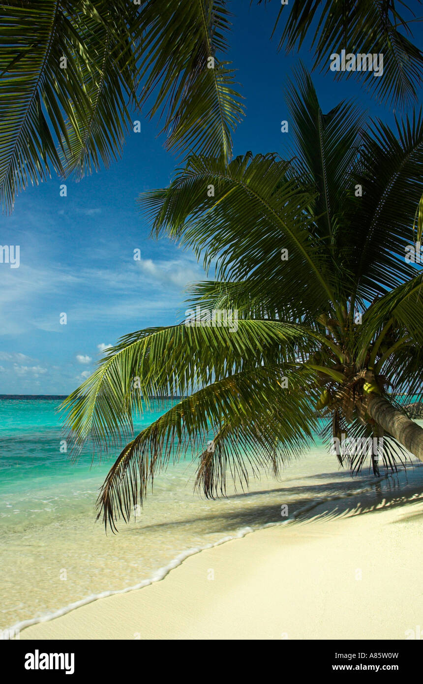 Hermosas playas en las Islas Maldivas donde las palmeras crecen cerca del  borde del agua proporcionando sombra del sol caliente Fotografía de stock -  Alamy