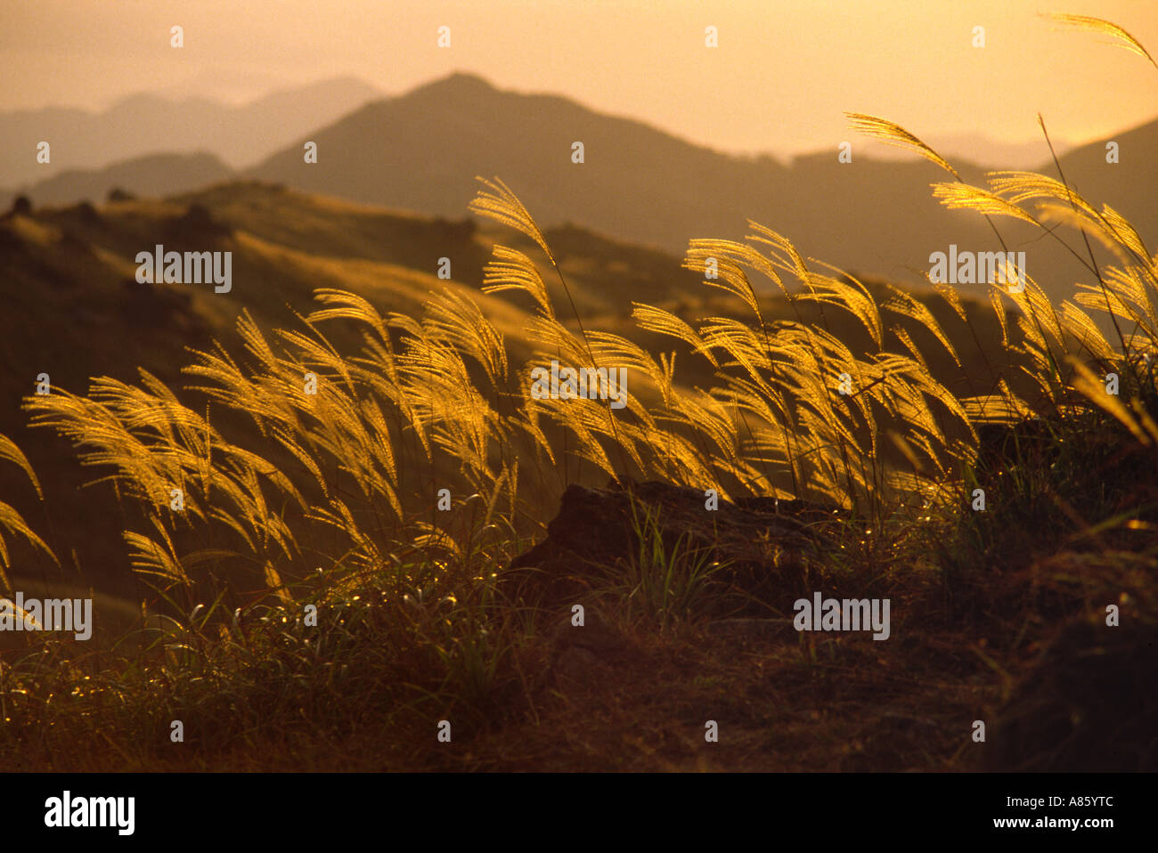 Atardecer en hierbas silvestres- Tai Mo Shan peak Hong Kong Foto de stock
