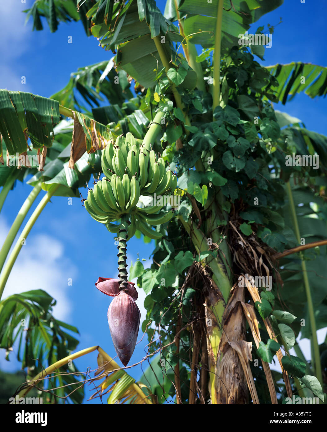 Los plátanos crecen en árboles con inflorescencia, Guadalupe, Antillas Francesas Foto de stock