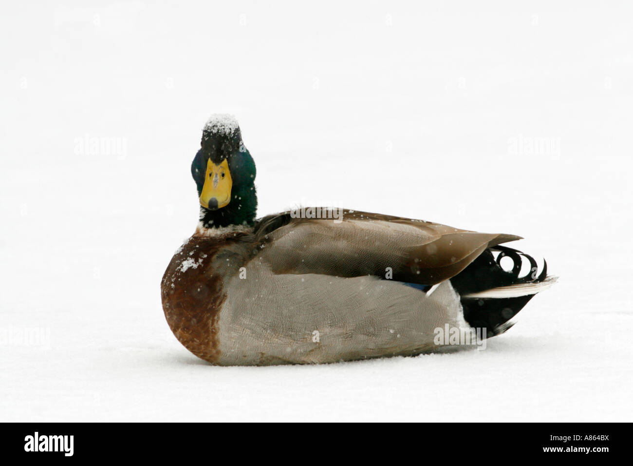 Pato real en la nieve. Foto de stock