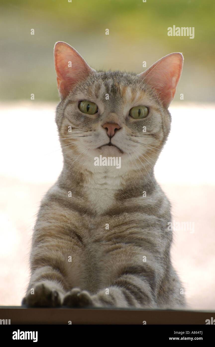 American Shorthair cat. Foto de stock