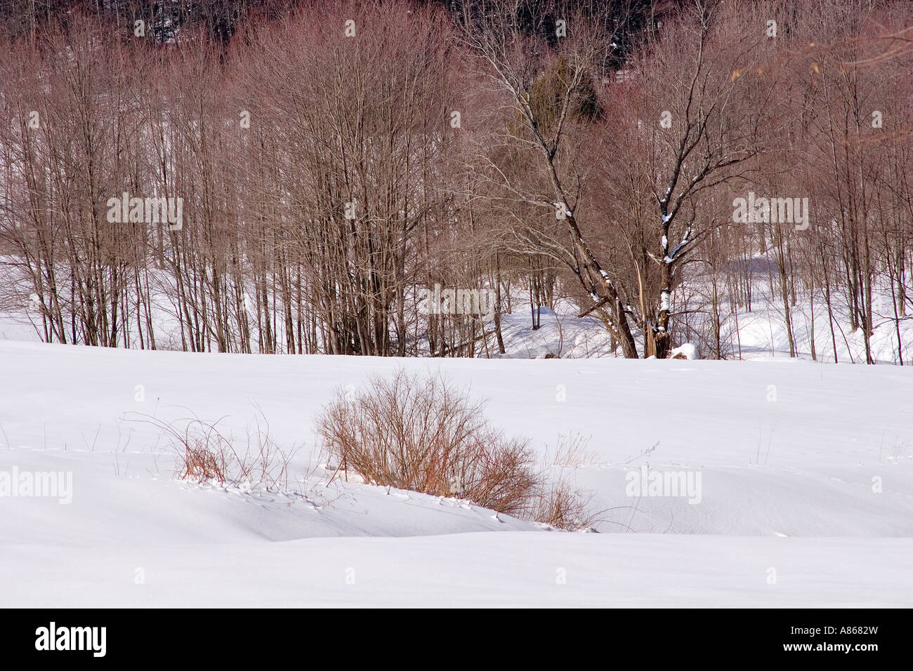 Paisaje de invierno en el norte del estado de Nueva York Foto de stock