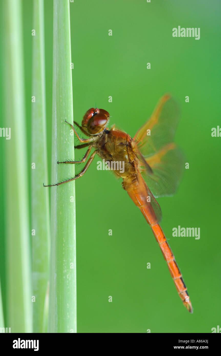 Needham's Skimmer Libellula needhami adulto en la tifa Condado Willacy Valle Río Grande, Texas, EE.UU. Junio de 2006 Foto de stock