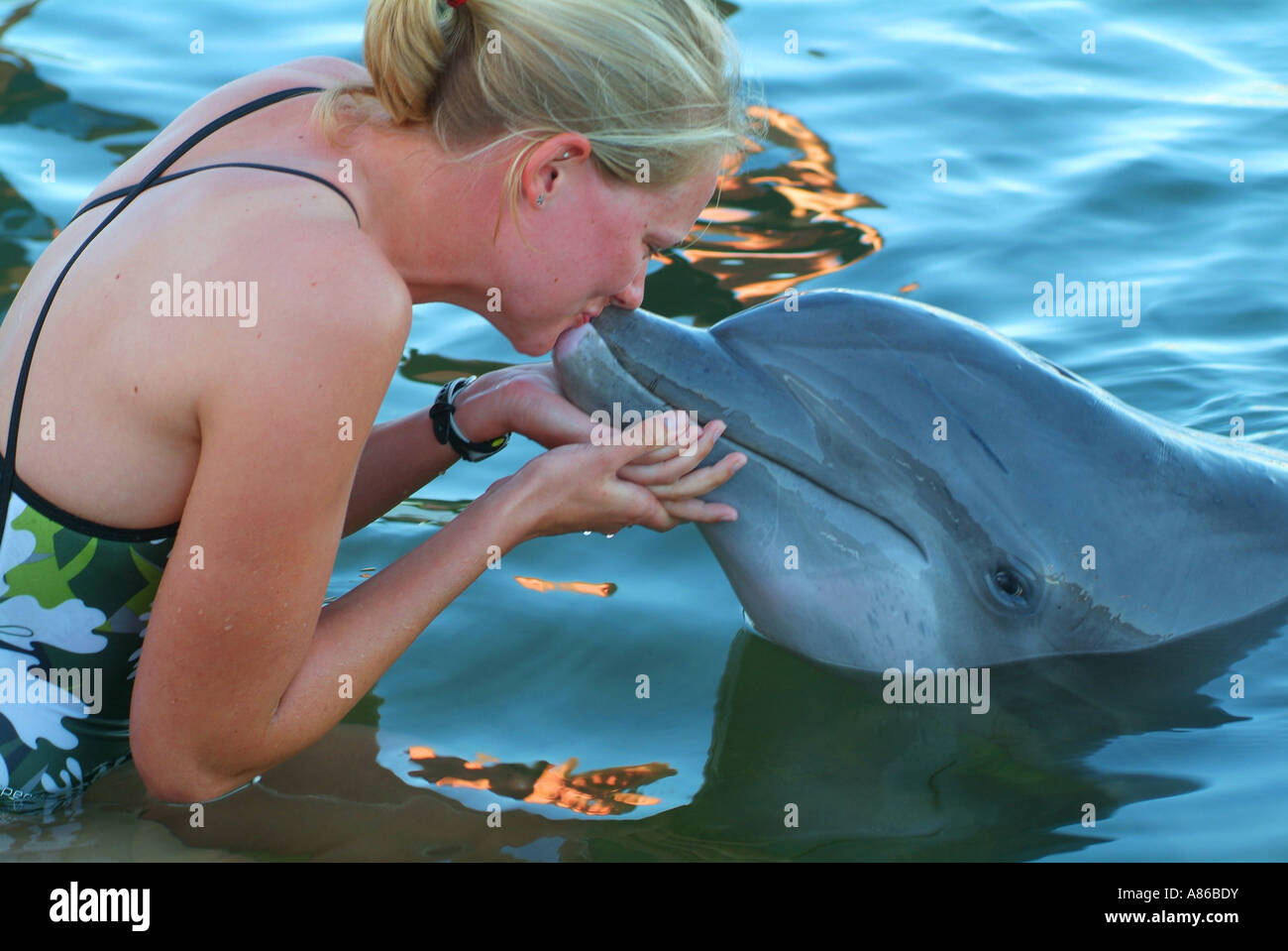 Una mujer llega a tocar a los delfines cautivos en un entorno en el Centro de Investigación de delfines en Grassy Key Foto de stock