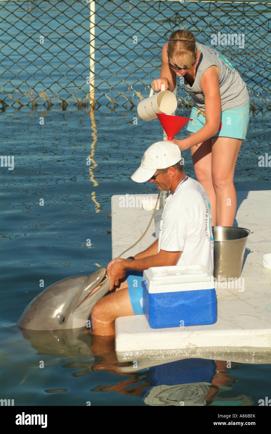 Un delfín obtiene un alimento líquido en un entorno cautivo en el Centro de Investigación de delfines en Grassy Key Foto de stock
