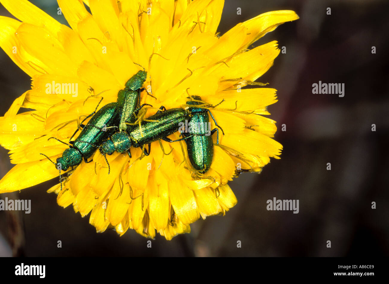Cuatro escarabajos, Familia Oedemeridae. En flor Foto de stock