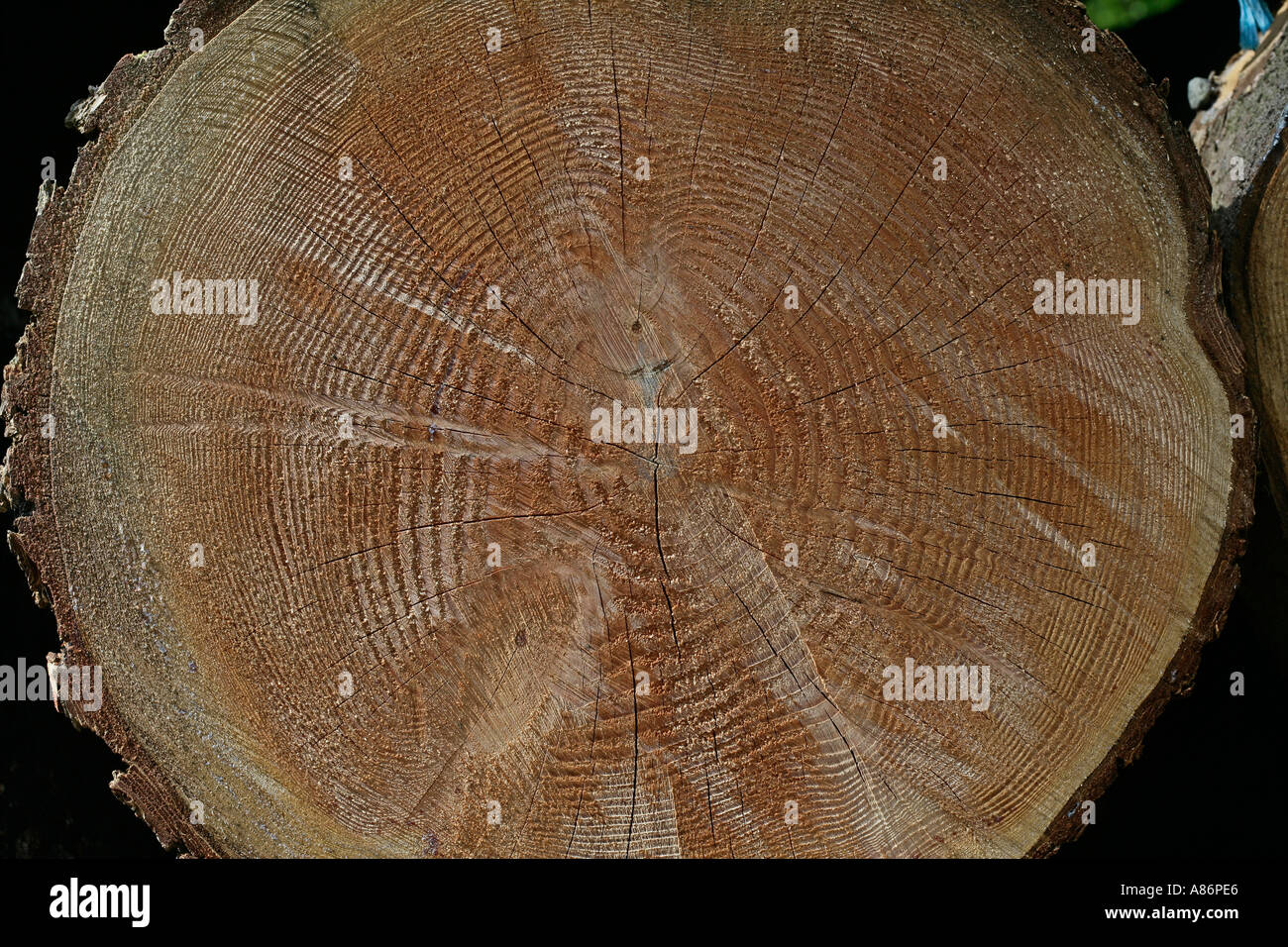 Los anillos de los árboles que representan la edad de crecimiento anual Foto de stock