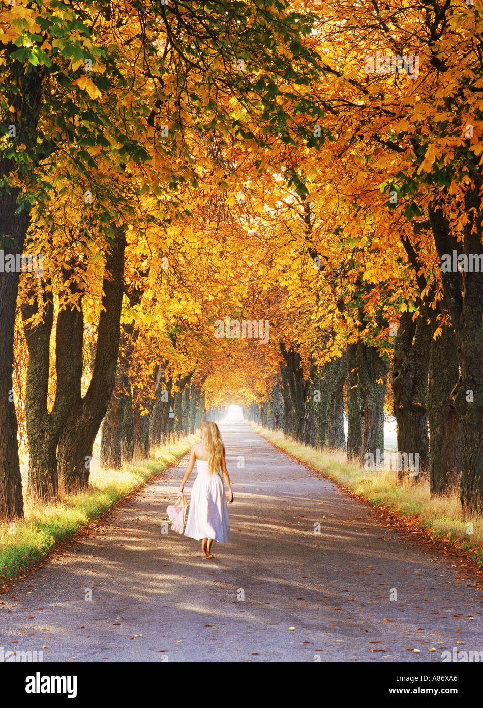 Mujer en vestido blanco en la arbolada calle en Suecia en otoño Foto de stock