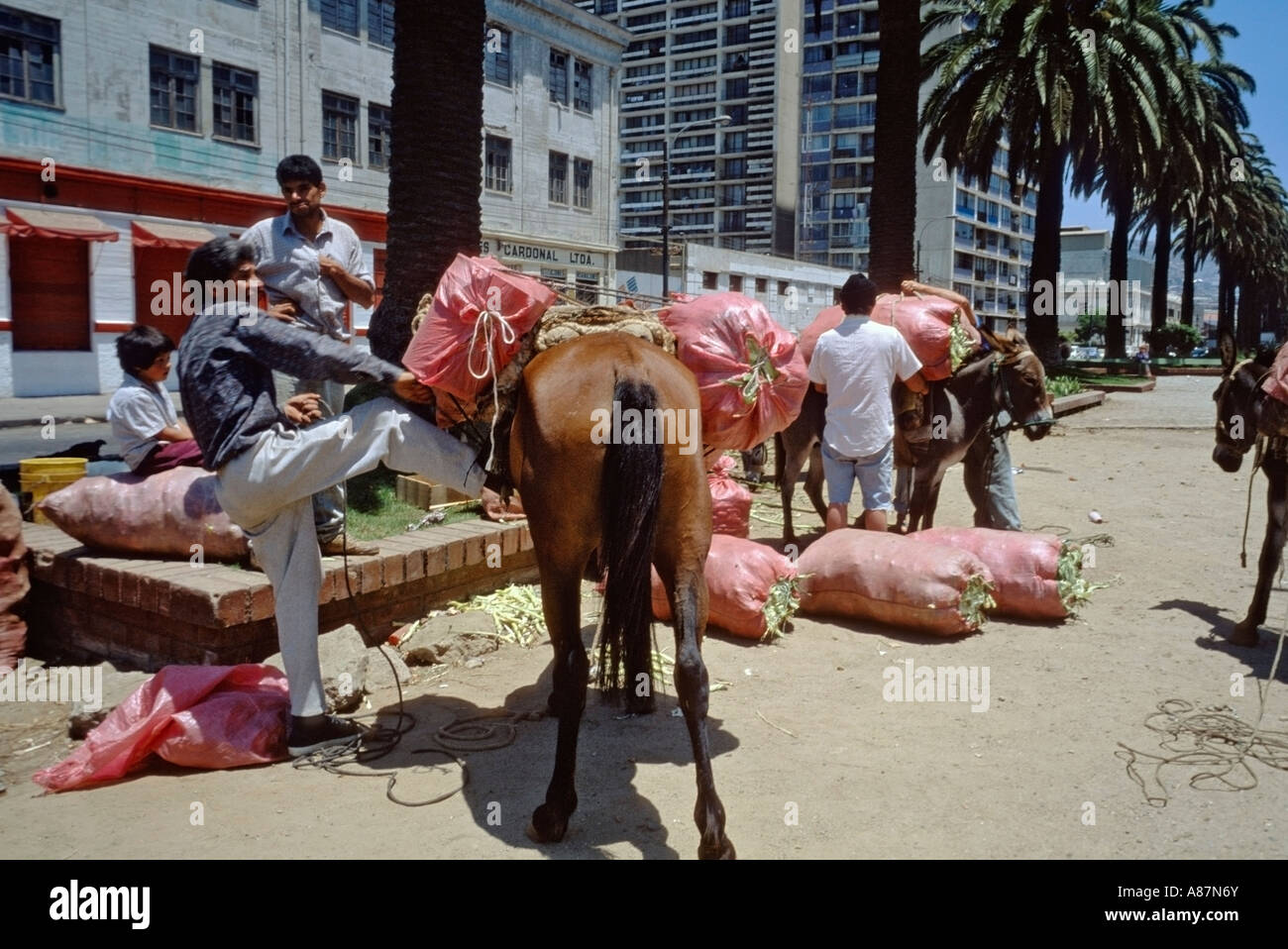 Los hombres cargando sacos de mercancías en mulas cerca de un mercado