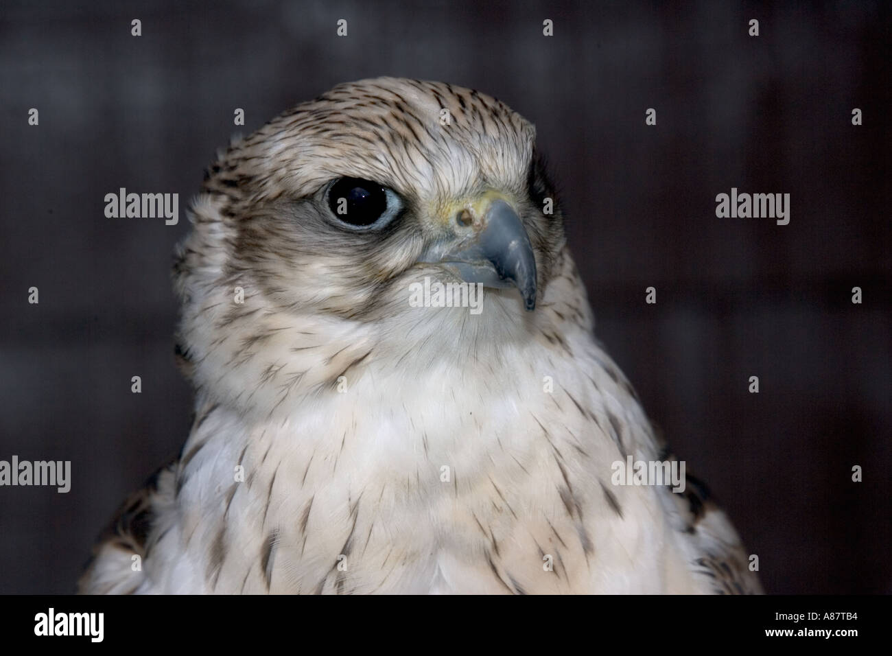Primer plano de halcón sacre Falco cherrug Centro de Aves de Rapiña Kielderwater Northumberland UK Foto de stock