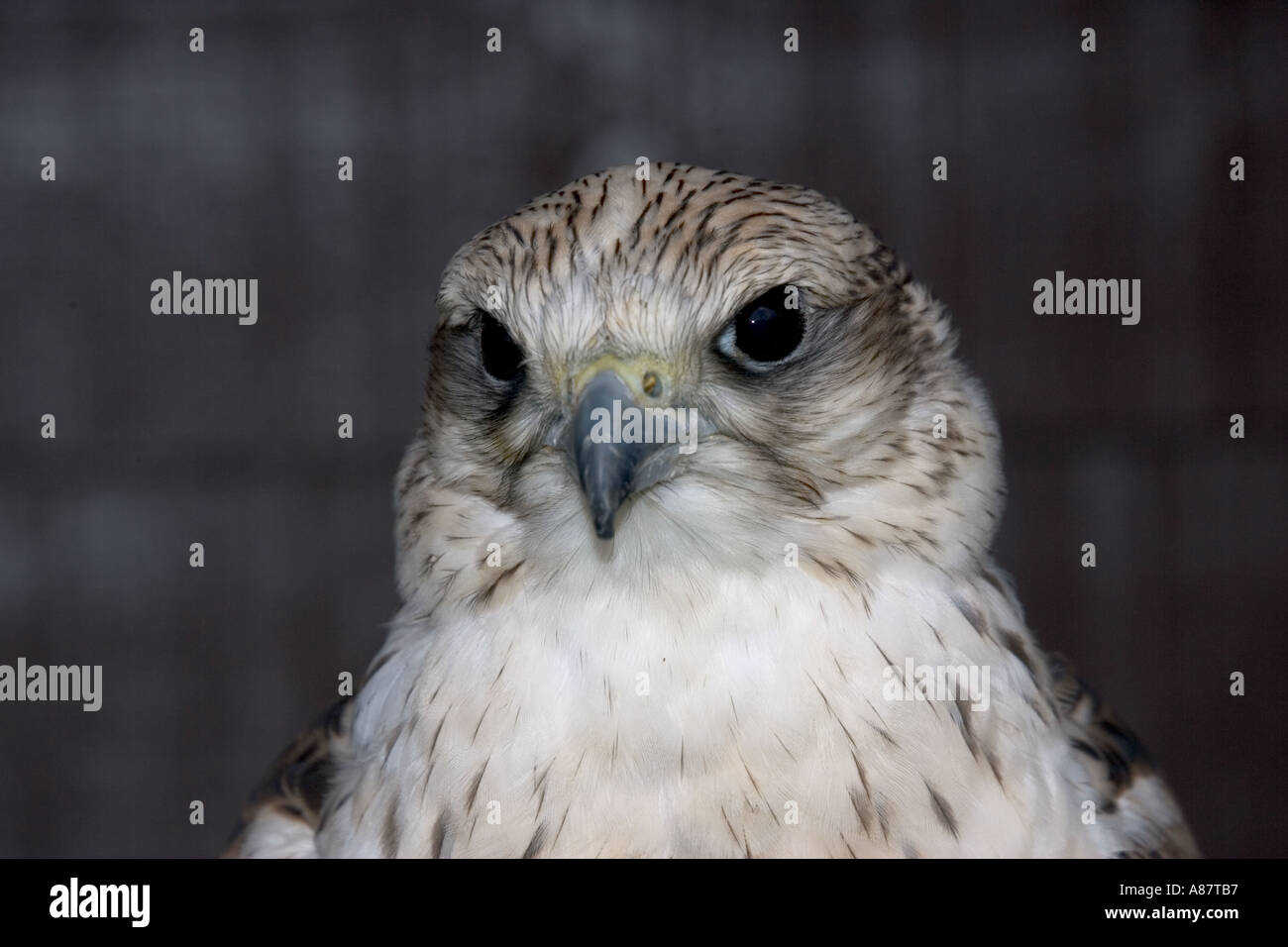 Primer plano de halcón sacre Falco cherrug Centro de Aves de Rapiña Kielderwater Northumberland UK Foto de stock