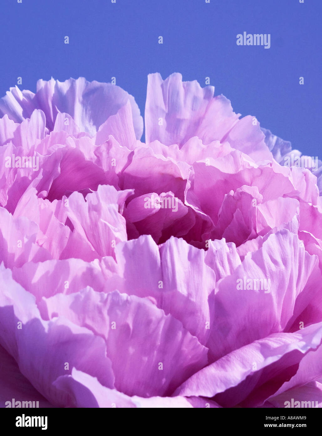Primer plano de rosa, de peonía paeonia 'árbol' contra un fondo azul vívido Foto de stock