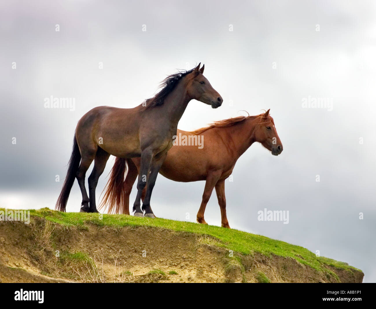 Dos caballos salvajes mirando desde la cima de la colina Foto de stock