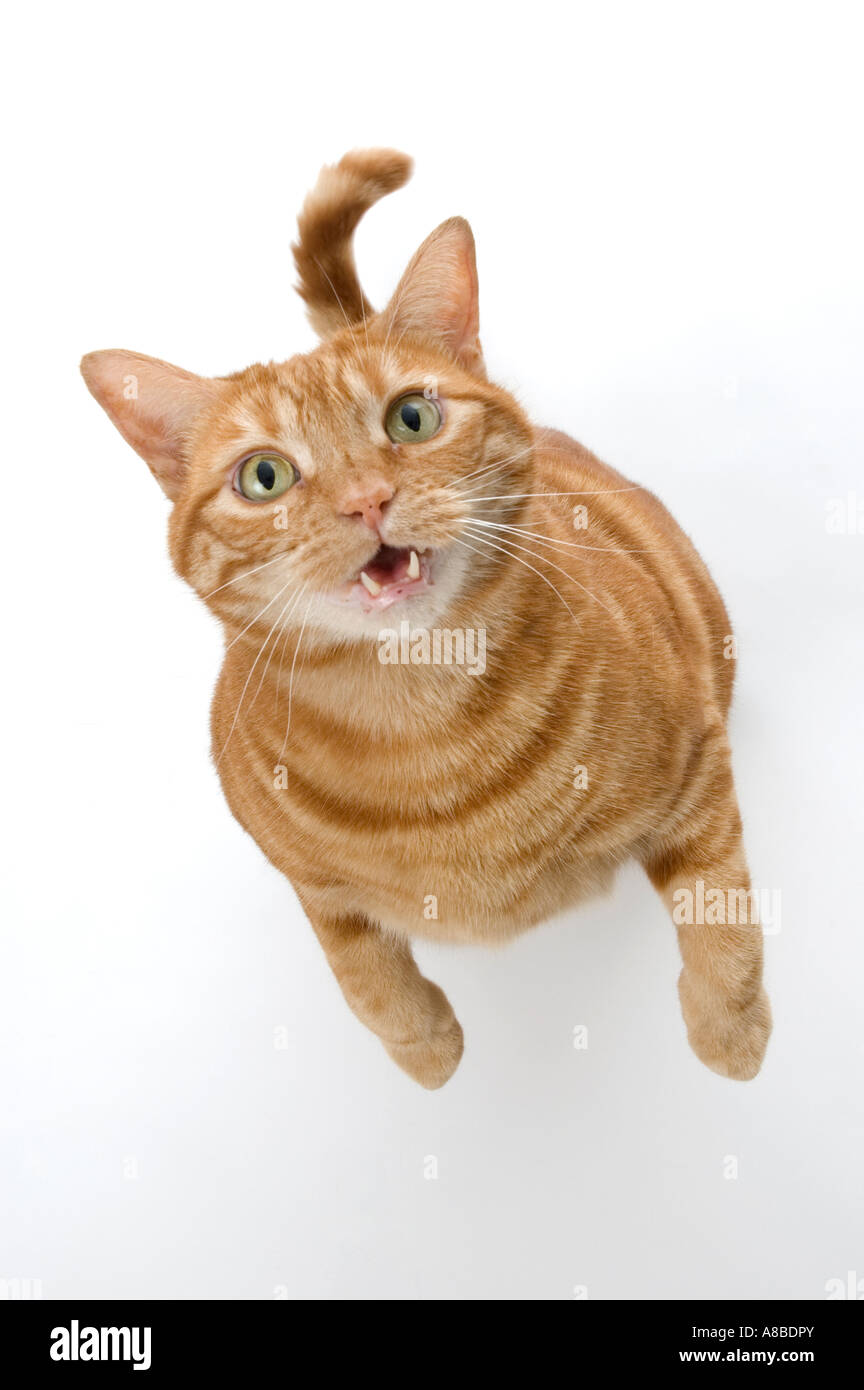 Gato atigrado rojo pararse sobre sus patas traseras con su boca abierta y la mendicidad. Foto de stock