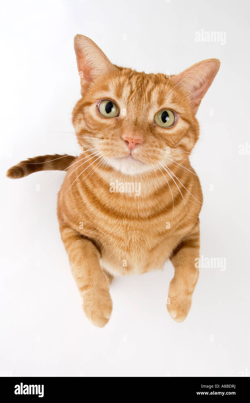 Un gran ángulo de visión de un gato atigrado rojo de pie y la mendicidad. Foto de stock