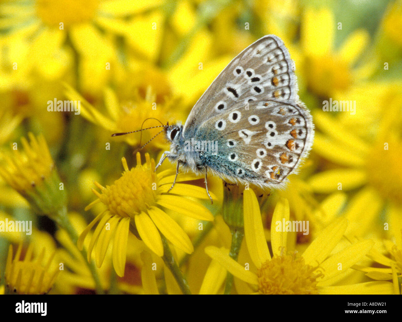 Macho azul común mariposa, Polyommatus icarus, Lycaenidae, sobre hierba cana Foto de stock