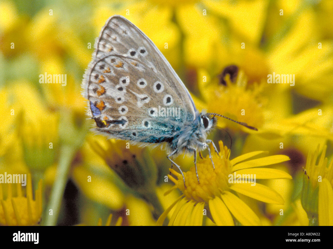 Macho azul común mariposa, Polyommatus icarus, Lycaenidae, sobre hierba cana Foto de stock