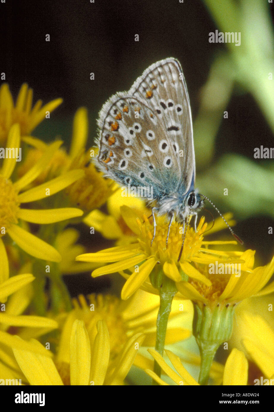 Macho azul común mariposa, Polyommatus icarus, Lycaenidae, sobre hierba cana Foto de stock