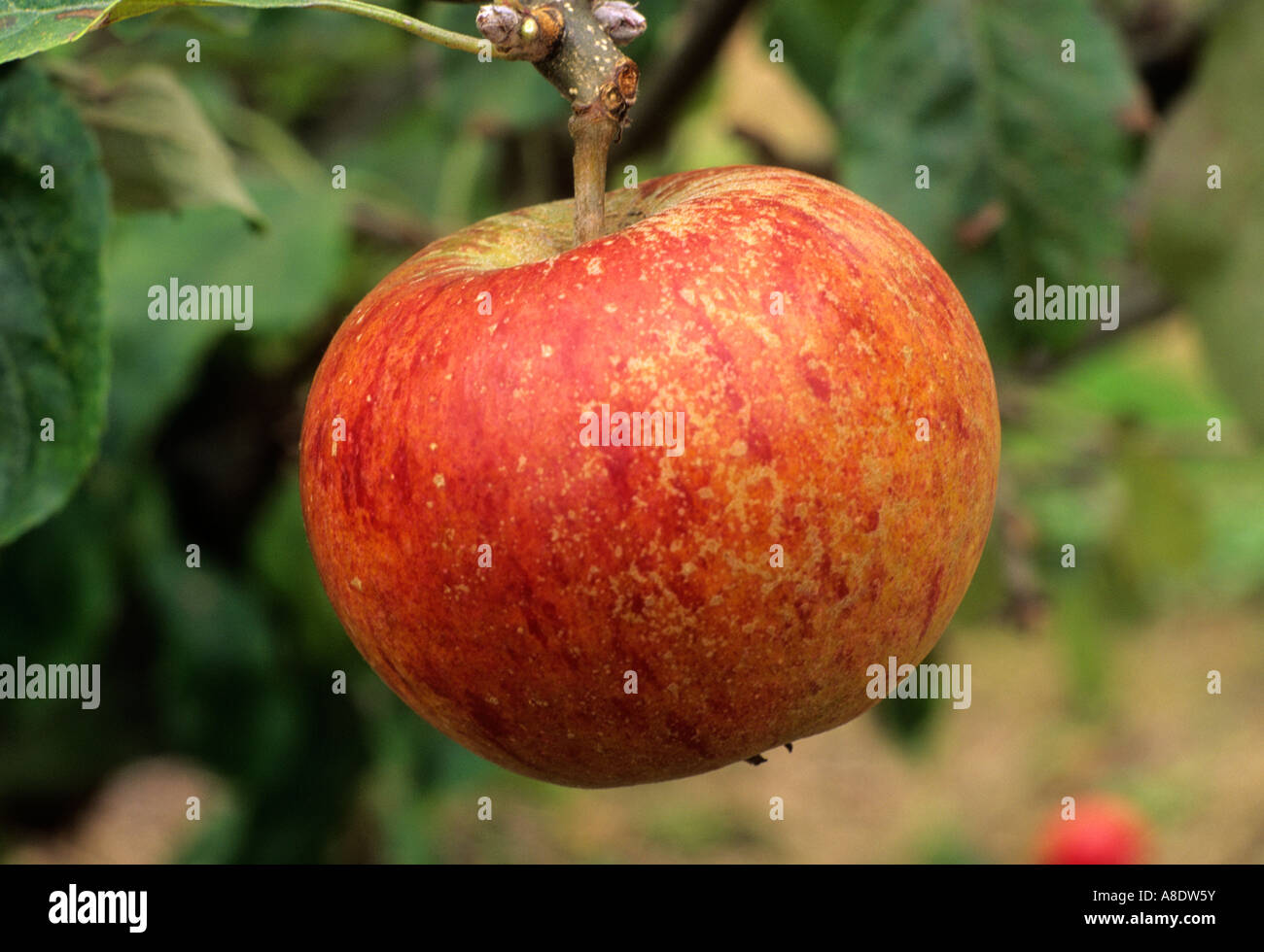 Apple Cox's Orange Pippin diversas variedades de manzanas de frutas crecen en árboles, comer sano Foto de stock