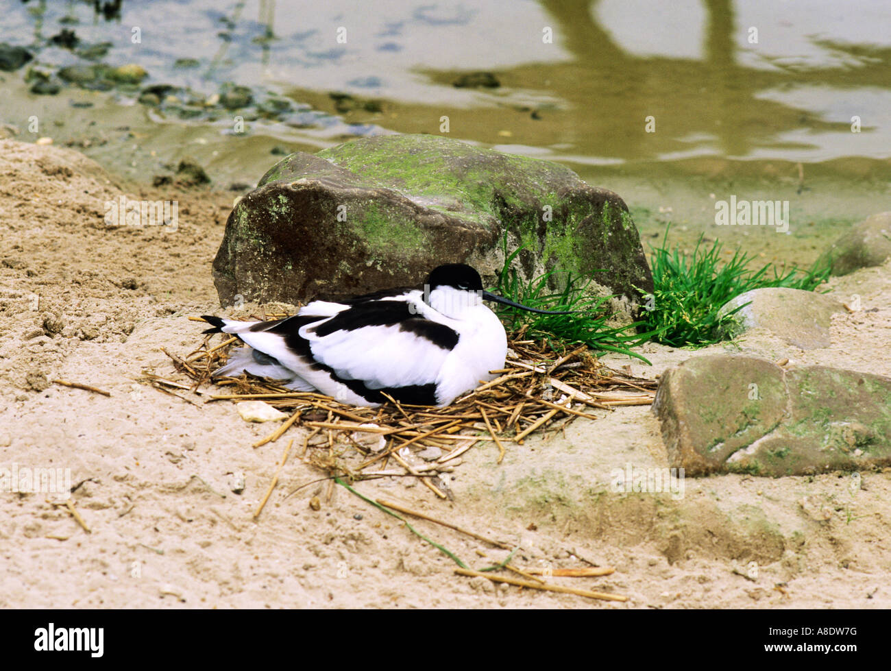 Avocet sentado en nido Foto de stock