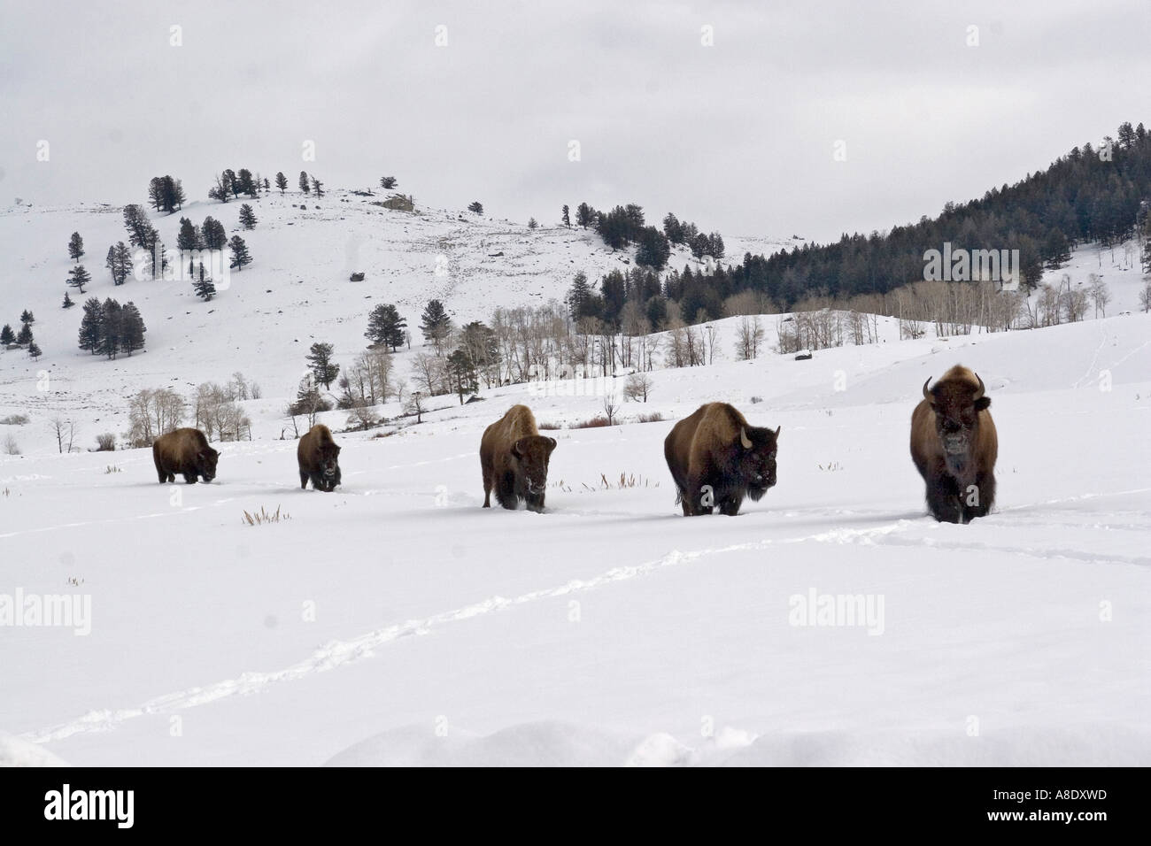 Bison manada caminando en invierno, la nieve del parque nacional Yellowstone. Foto de stock