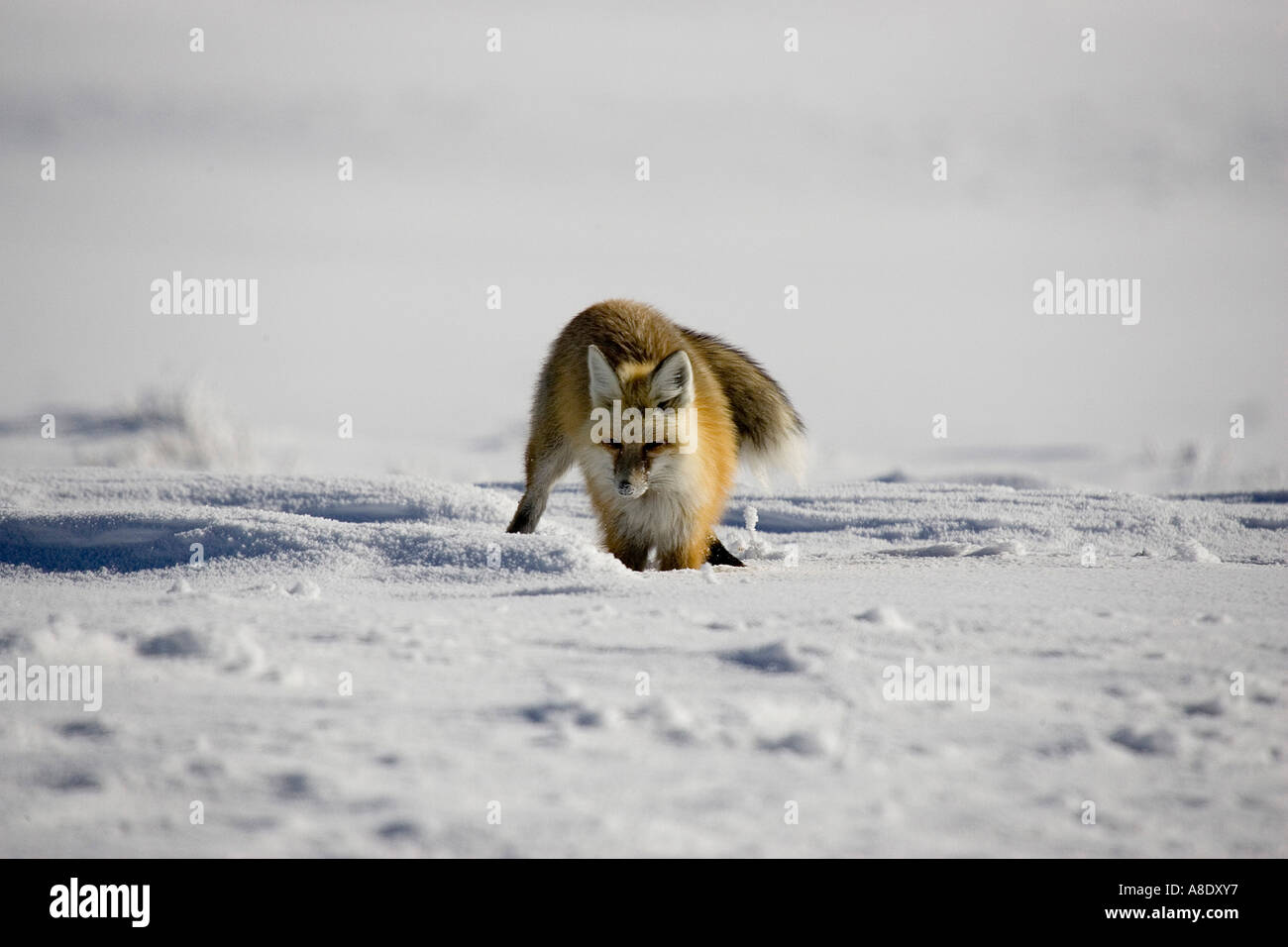 zorro en la nieve Foto de stock