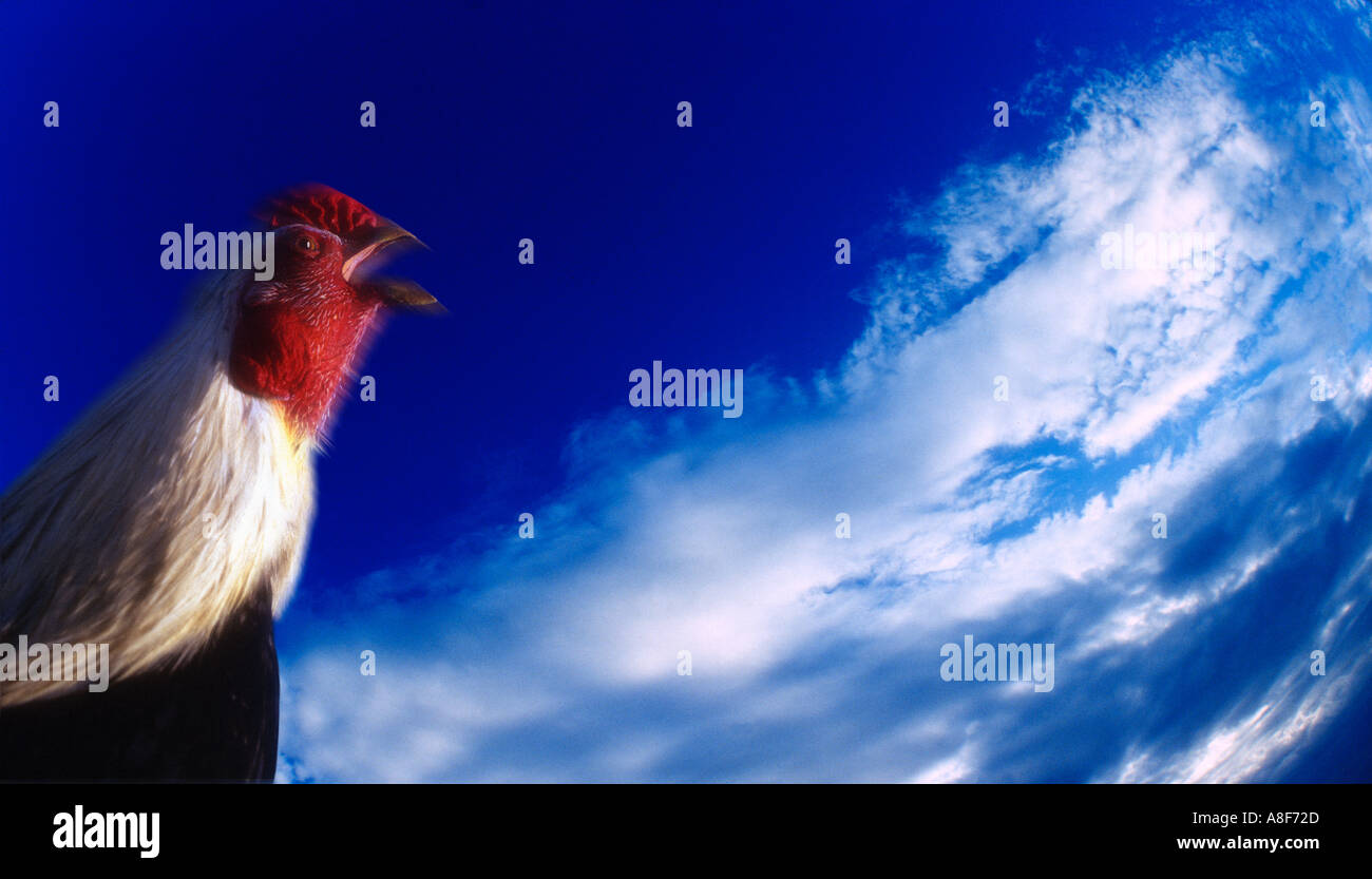 Gallos del alba fotografías e imágenes de alta resolución - Alamy