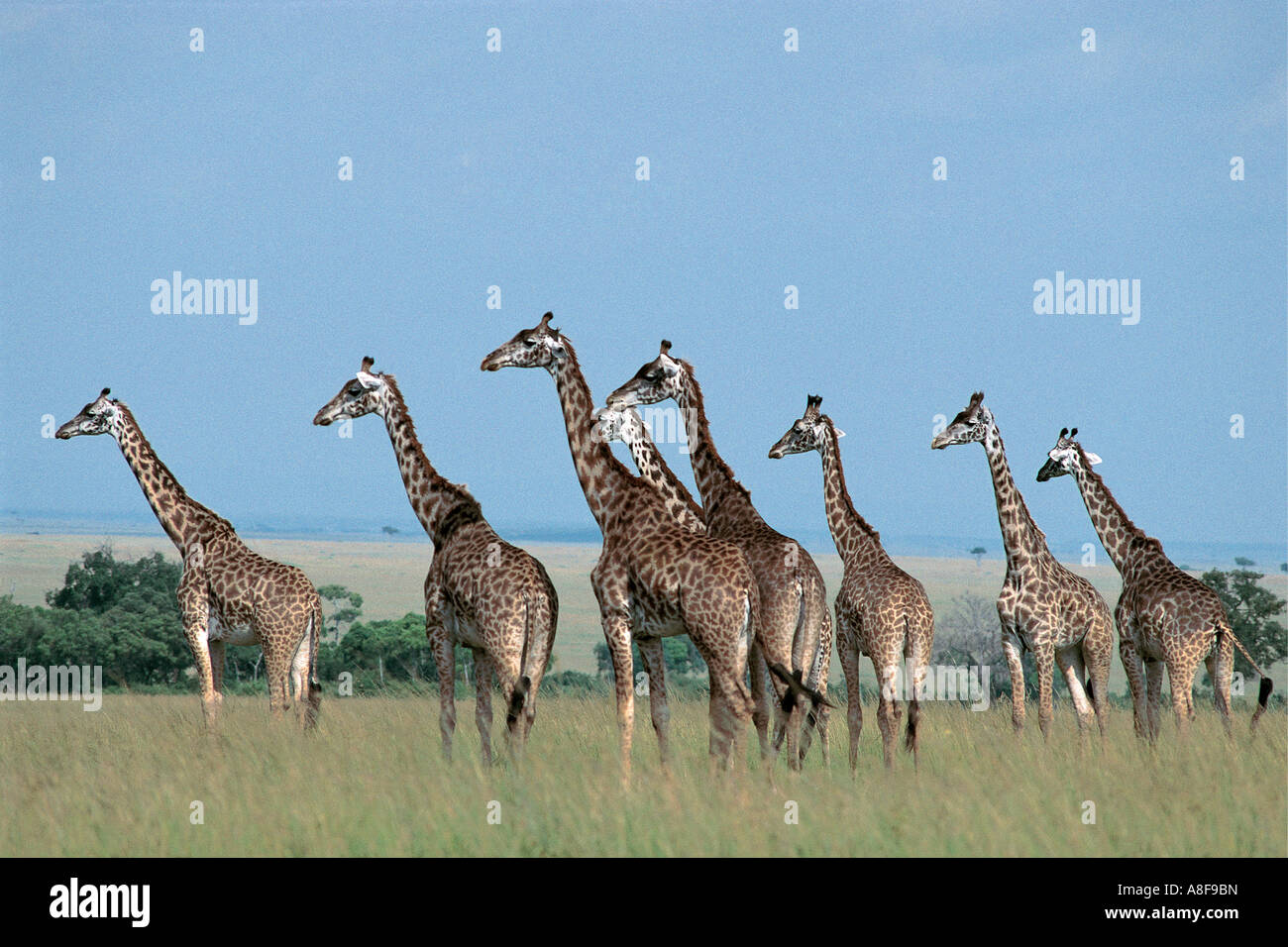 Manada de Masai o jirafa común Reserva Nacional de Masai Mara de Kenia están orientados de la misma manera como si ve un depredador Foto de stock