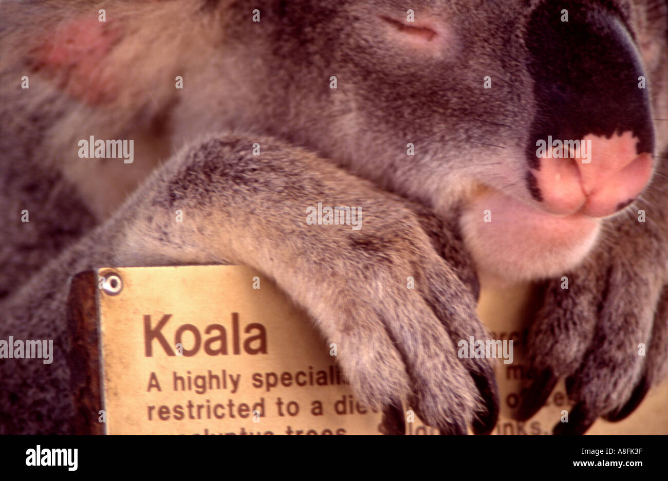 poetas Energizar mecánico Un koala Phascolarctos cinereus dormido sobre su descripción de la especie  junta en un santuario de vida silvestre en Queensland Australia Fotografía  de stock - Alamy
