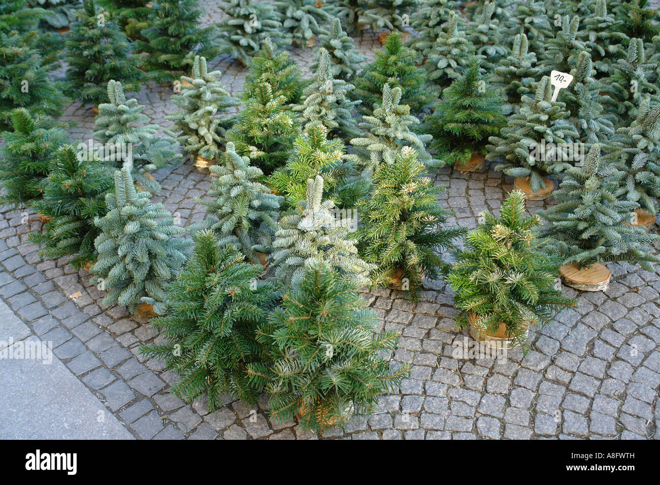 Los árboles de Navidad en venta Munich Bavaria Alemania Foto de stock