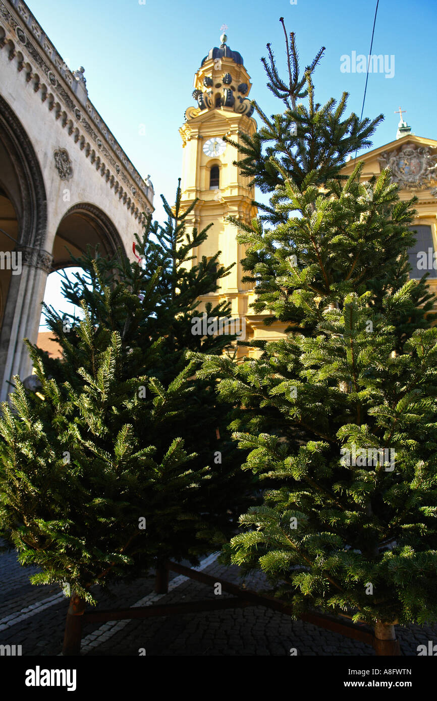 Los árboles de Navidad en venta Odeonsplatz Munich Bavaria Alemania Foto de stock